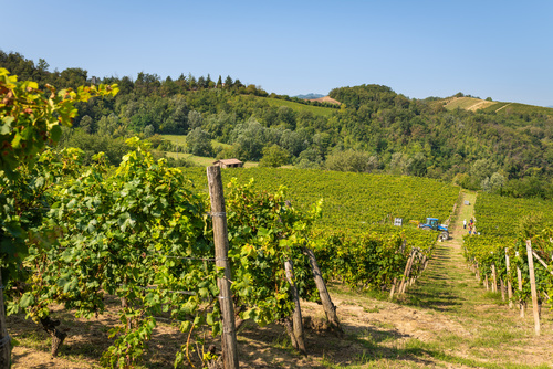 View of Italian Monferrato vineyards, Unesco world heritage
